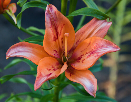Lelija (Lilium) nr.60